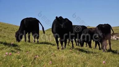 黑色和棕色的奶牛在一个夏天<strong>阳光</strong>明媚的日子里，在一个高寒的绿色悬崖上，在一个蓝色的<strong>晴朗</strong>的天空觅食。 的概念